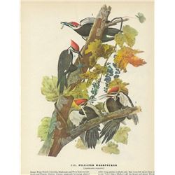 c1946 Audubon Print, Pileated Woodpecker