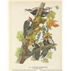 Image 1 : c1946 Audubon Print, Pileated Woodpecker