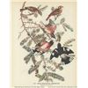 Image 1 : c1946 Audubon Print, Rose-Breasted Grosbeak