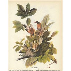 1946 Audubon Print, Robin
