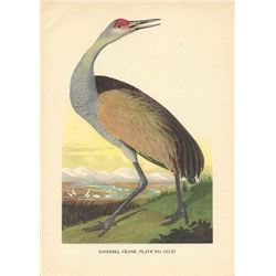 Mid 20thc Audubon Bookplate Print, Sandhill Crane Bird