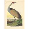 Image 1 : Mid 20thc Audubon Bookplate Print, Sandhill Crane Bird
