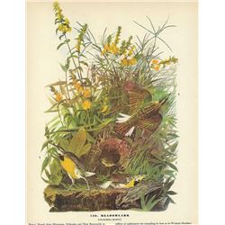 c1946 Audubon Print, Meadow Lark