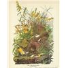 Image 1 : c1946 Audubon Print, Meadow Lark