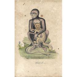 18thc Hand-colored George Edwards Engraving, Black Monkey No. 9