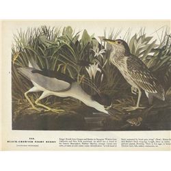 c1946 Audubon Print, Black-Crowned Night Heron (x4)