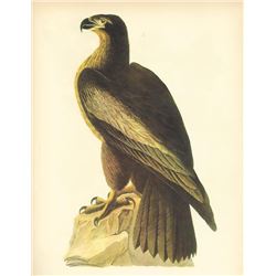c1946 Audubon Print, Bald Eagle #11