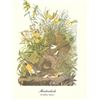 Image 1 : c1950 Audubon Print, Meadowlark