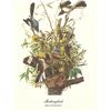 Image 1 : c1950 Audubon Print, Mocking Bird