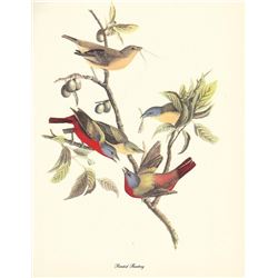 c1950 Audubon Print, Painted Bunting