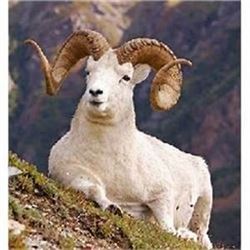 Governor's Tag-Tok Dall Sheep (SS101).