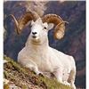 Image 1 : Governor's Tag-Tok Dall Sheep (SS101).