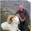 Image 2 : Governor's Tag-Tok Dall Sheep (SS101).