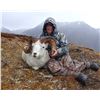 Image 3 : Governor's Tag-Tok Dall Sheep (SS101).