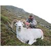 Image 4 : Governor's Tag-Tok Dall Sheep (SS101).