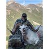 Image 5 : Governor's Tag-Tok Dall Sheep (SS101).