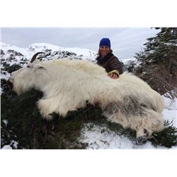 Governor's Tag-Revillagigedo Mountain Goat (SG005).