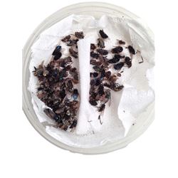 The Last Witchunter Dead Flies Movie Props