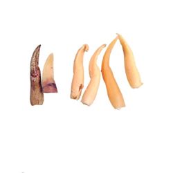 Underworld: Awakening Lycan Fingernails Movie Props