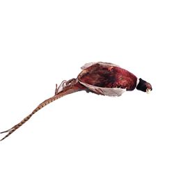 The Last Witchunter Bird Movie Props