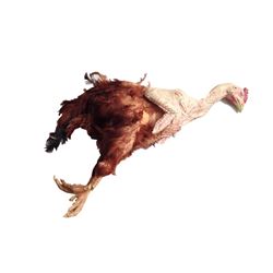 The Hateful Eight Chicken Movie Props