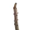 Image 2 : Django (Jamie Fox) Screen Used Branch Movie Props