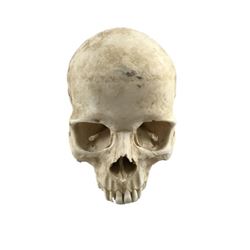 Django Calvin Candi (Leonardo DiCaprio) Skull Movie Props