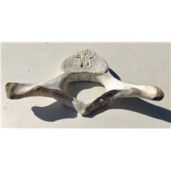 WHALE VERTEBRAE
