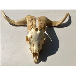 CATTLE SKULL