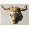Image 1 : CATTLE SKULL