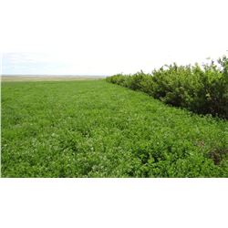 Tract 4: 755.40± Acres
