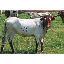 RRR MISS TOMMY'S STAR 802