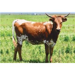 GLR CORONADO'S HAYSTACK