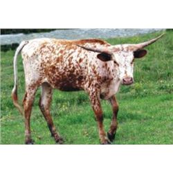 SH LUCKY CASH STAR 119/7