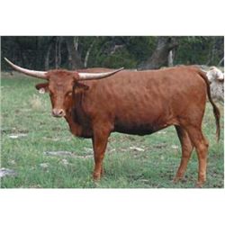 SR CLOUT'S MARISOL 7117