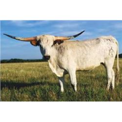 HR SOUTHERN BELLE 1741