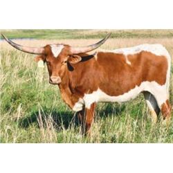 GLR MONACO'S HAYSTACK