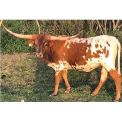 RIO SAFARI SUNSHINE CDC