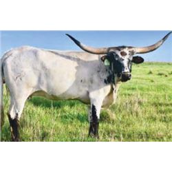 CASANOVA'S CLASSY GIRL