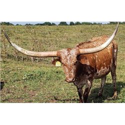 SUB LOT - RRR MISS KITTY 520