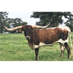 ENTHUSIASTIC ABOUT STARS