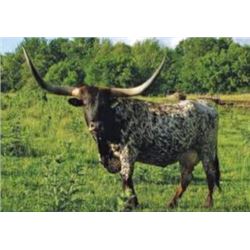 RRR MISS SPECTACULAR 434