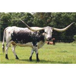 RIVERFORKS BLACK PEARL