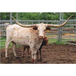 ECR MISS TEXAS SISSIE