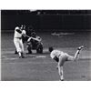 Image 1 : Reggie Jackson