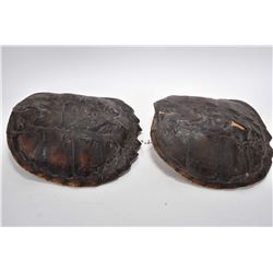 Two snapping turtle shells including an 11" and a 11 1/2"