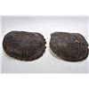 Image 1 : Two snapping turtle shells including an 11" and a 11 1/2"