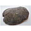 Image 1 : A 15 1/2" genuine snapping turtle shell