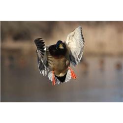 Barker Ranch Duck Hunt