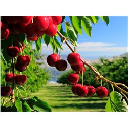 Gourmet Lunch & Tour of Monson Fruit